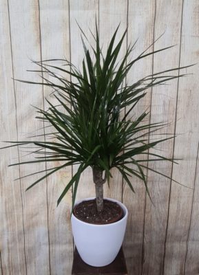 DRACENA PEQ NEW