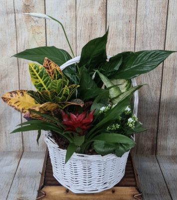 Cesta de plantas mediana Yamil Floristas