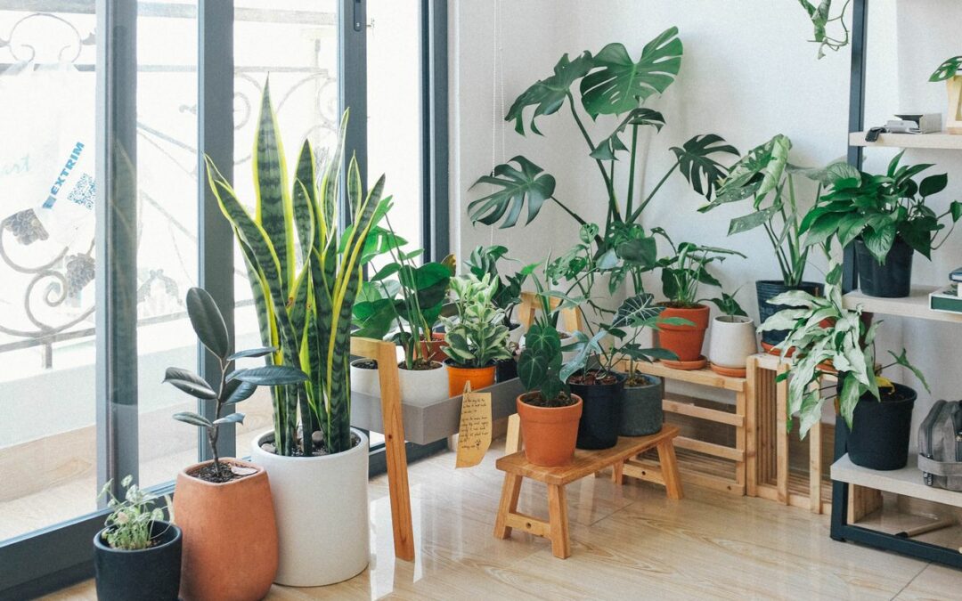 ¿Qué plantas buscas? Descubre las mejores opciones y cuándo regalarlas