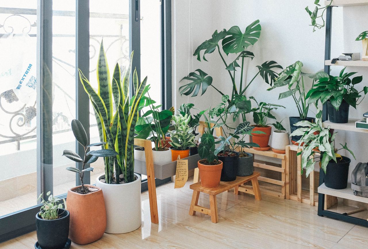 ¿Qué plantas buscas? Descubre las mejores opciones y cuándo regalarlas